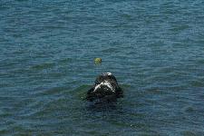 Da schwimmt ein Ball...